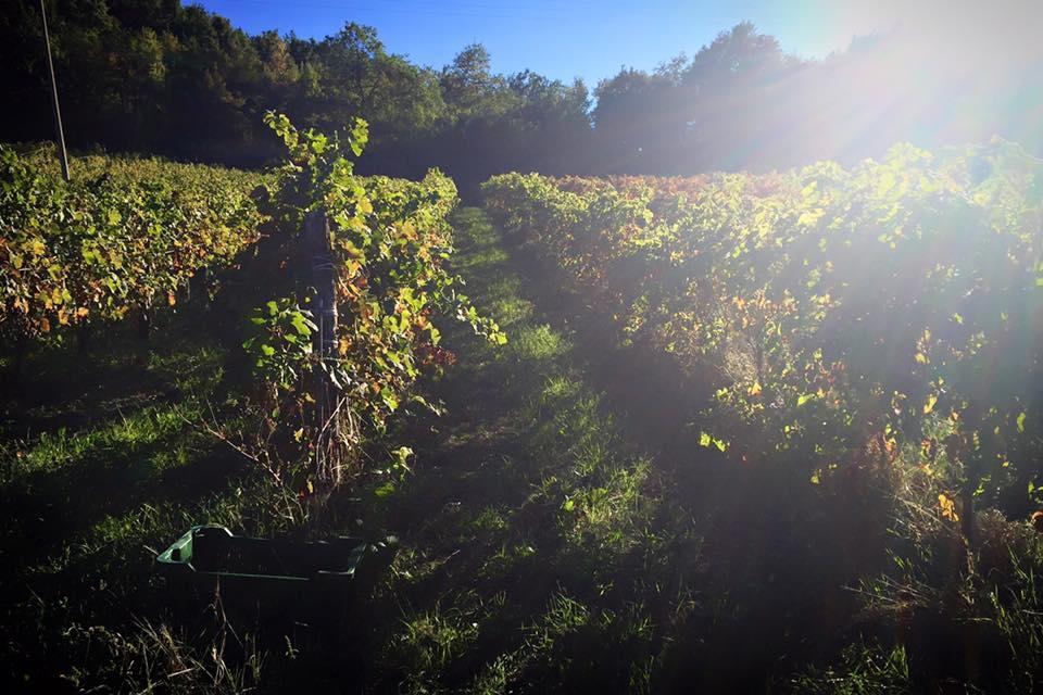 Agriturismo Monastero Di San Biagio Nocera Umbra Eksteriør billede